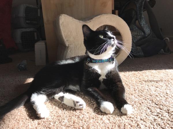 /Images/uploads/Humane Society of Utah/HSU2018/entries/3872thumb.jpg